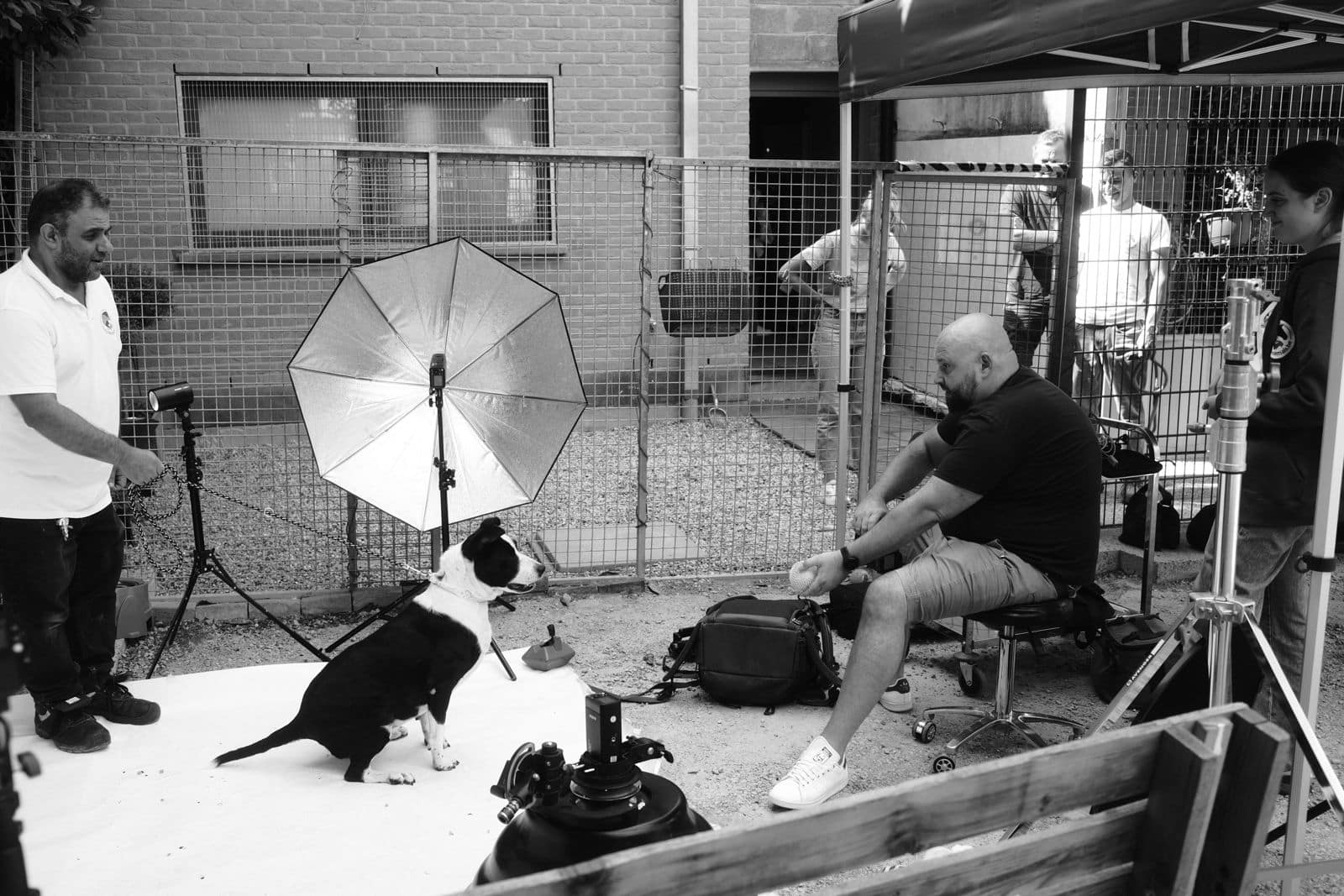 Image backstage d'une séance photo pour chien