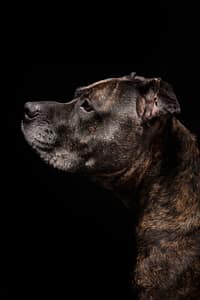 Chien photographié en studio à Bruxelles