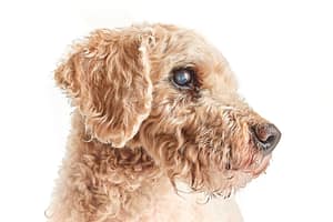 Photo professionnelle d’un chien en studio, tirage numéroté et authentifié