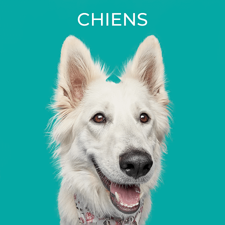 Chiens-petshot.brussels