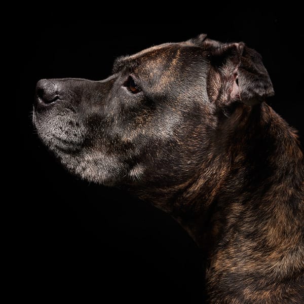 Chien photographié en studio à Bruxelles