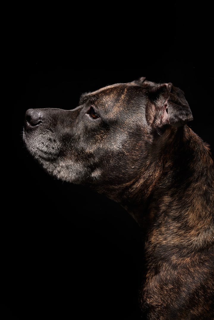 Chien photographié en studio à Bruxelles