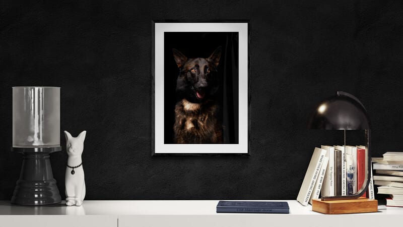 photo signée et numérotée d'un chien