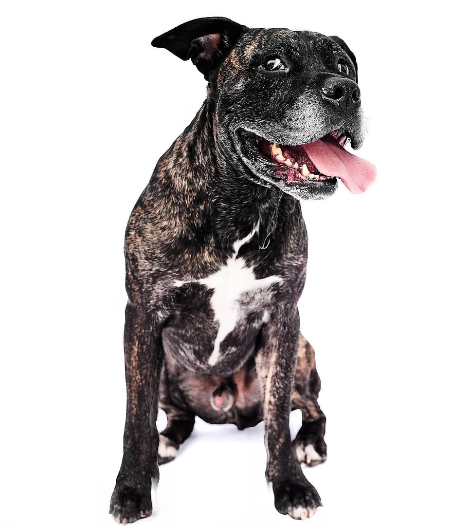 Photographe pour chien et chat à Bruxelles | Petshot Brussels