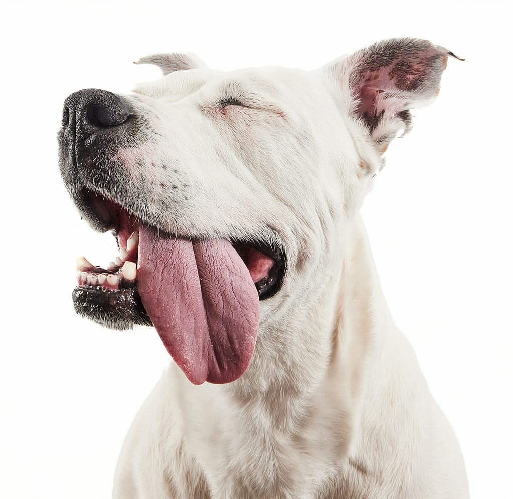Portrait fine art d’un chien réalisé par Petshot Brussels, photographe animalier à Bruxelles