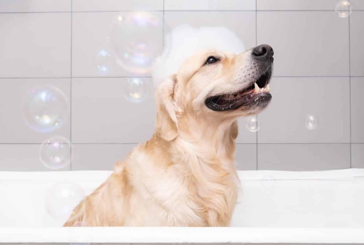 Comment préparer son chien ou son chat pour une séance photo en studio