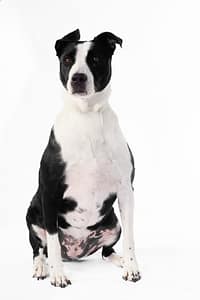 Portrait fine art d’un chien réalisé par Petshot Brussels, photographe animalier à Bruxelles