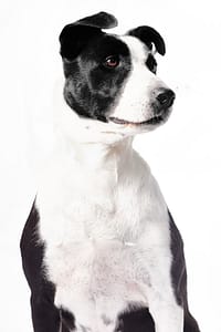 Portrait fine art d’un chien réalisé par Petshot Brussels, photographe animalier à Bruxelles