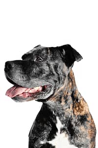 Photo professionnelle d’un chien en studio, tirage numéroté et authentifié