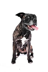 Chien photographié avec un style artistique et élégant en lumière studio