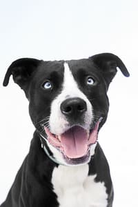 Séance photo personnalisée pour chien à Bruxelles – Petshot Brussels