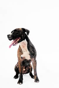 Portrait fine art d’un chien en studio, réalisé à Bruxelles