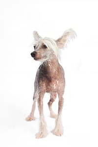 Tirage numéroté d’un portrait canin signé Geoffrey Hanon