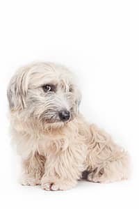 Chien photographié avec un style artistique et élégant par Geoffrey Hanon