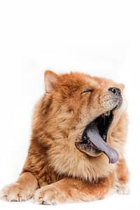 Photo professionnelle d’un chien en studio, tirage numéroté et authentifié
