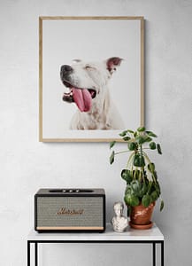 Chien photographié en studio à Bruxelless