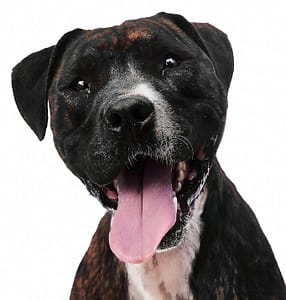 Séance photo personnalisée pour chien à Bruxelles – Petshot Brussels