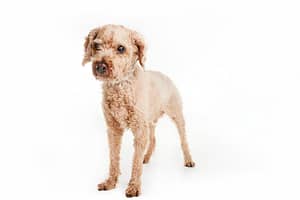 Photo professionnelle d’un chien en studio, tirage numéroté et authentifié