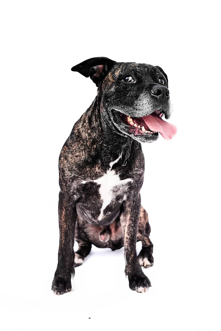 Photo professionnelle d’un chien en studio, tirage numéroté et authentifié