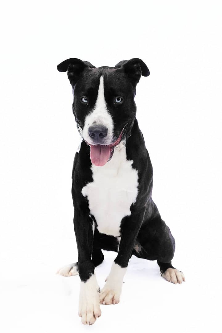 Photo professionnelle d’un chien en studio, tirage numéroté et authentifié