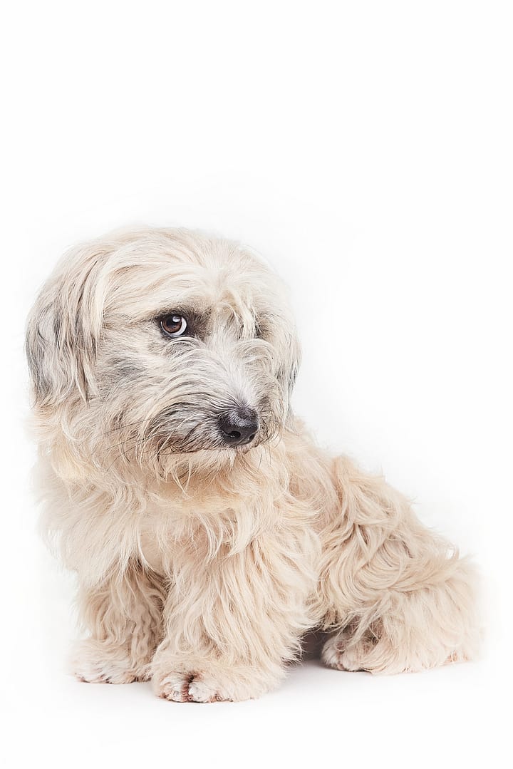 Chien photographié avec un style artistique et élégant par Geoffrey Hanon