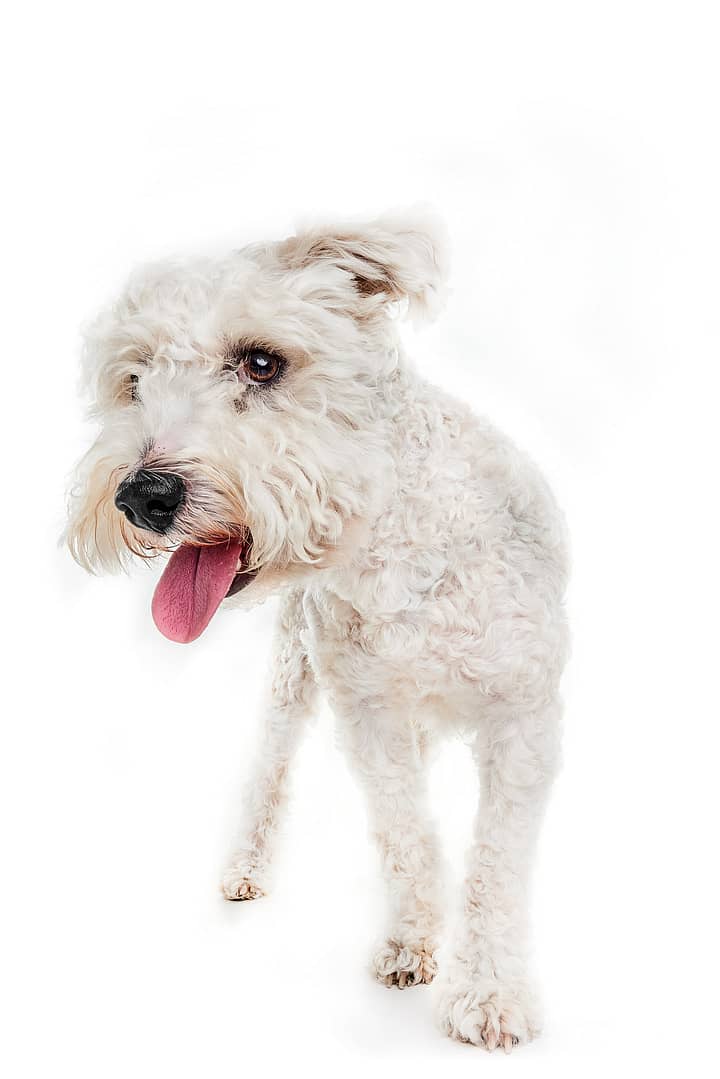 Photo professionnelle d’un chien en studio, tirage numéroté et authentifié