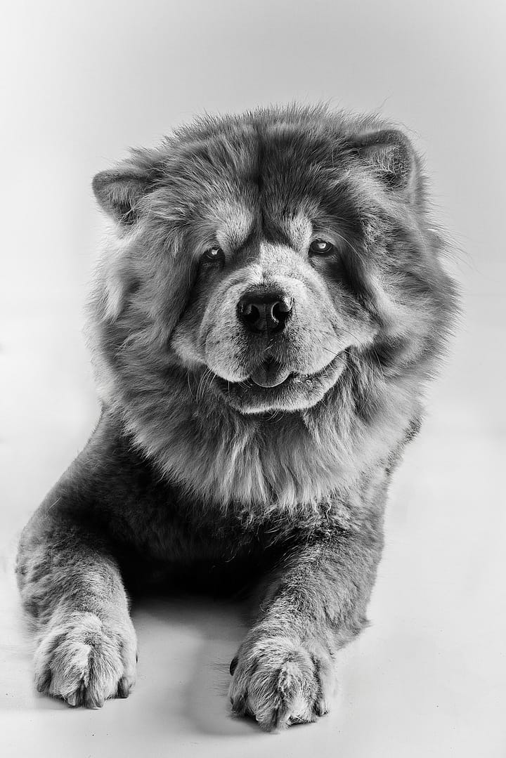 Portrait fine art noir et blanc d’un chien réalisé par Petshot Brussels, photographe animalier à Bruxelles