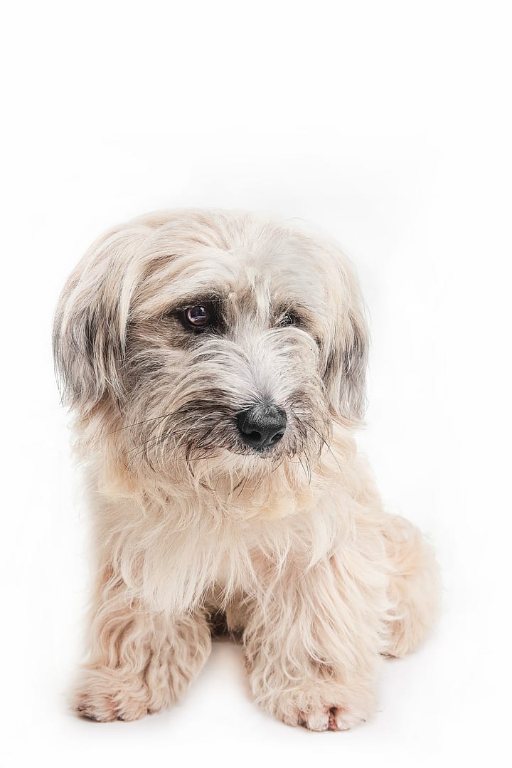 Chien photographié avec un style artistique et élégant par Geoffrey Hanon